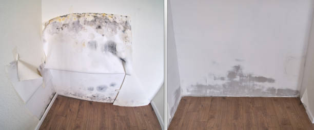 Best Mold Removal Company Near Me  in USA